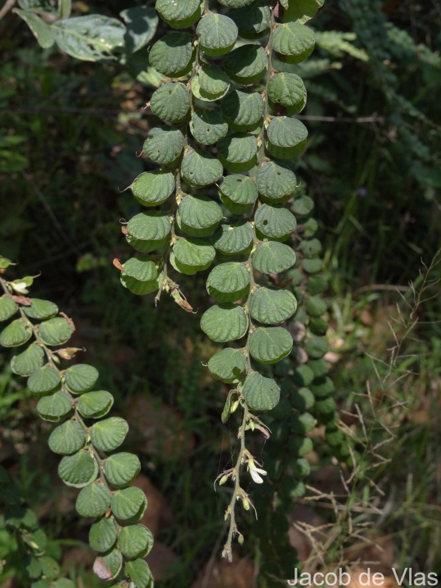 Phyllodium pulchellum (L.) Desv.